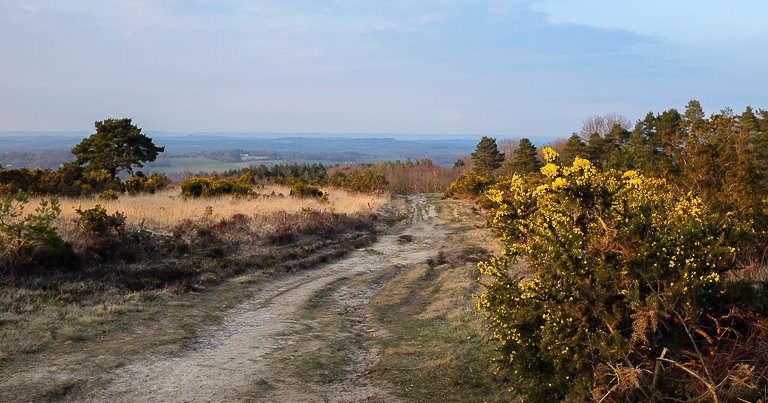 Ashdown Forest