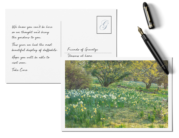 Daffodil postcard