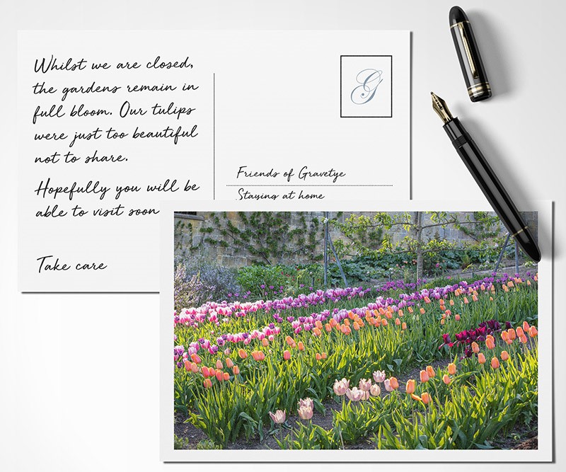 tulip postcard