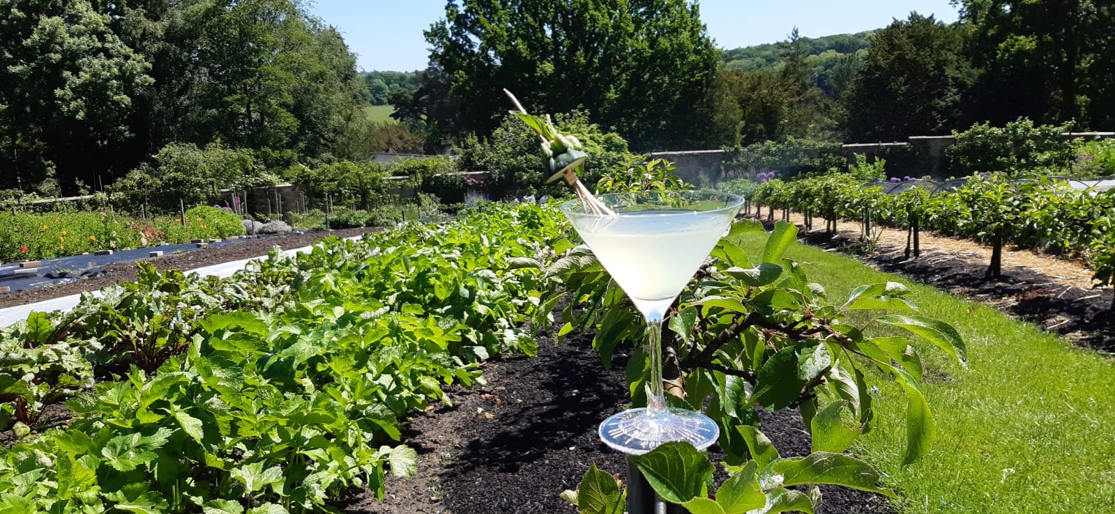 Gravetye Courgette Martini 1