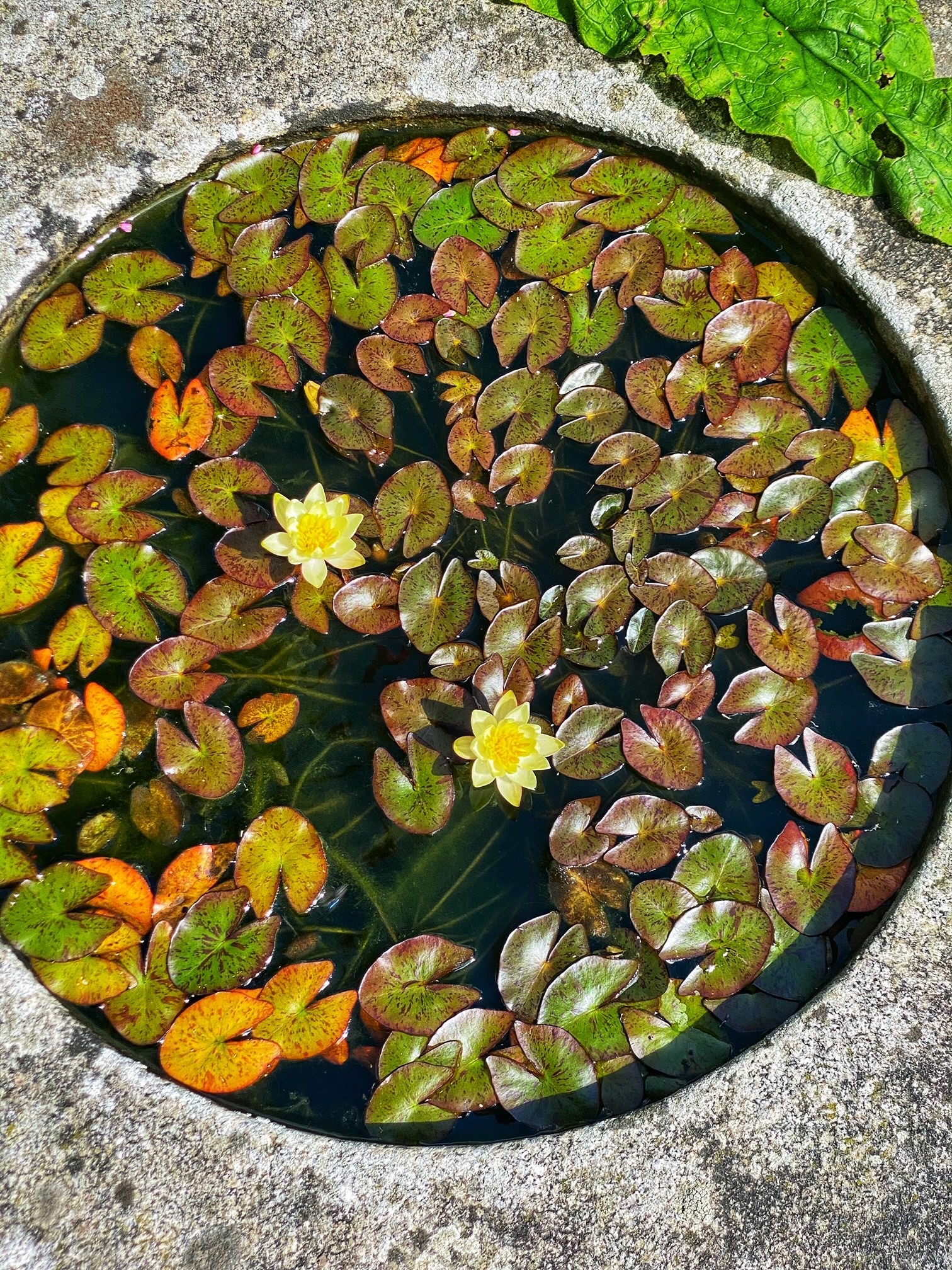 miniature water lily