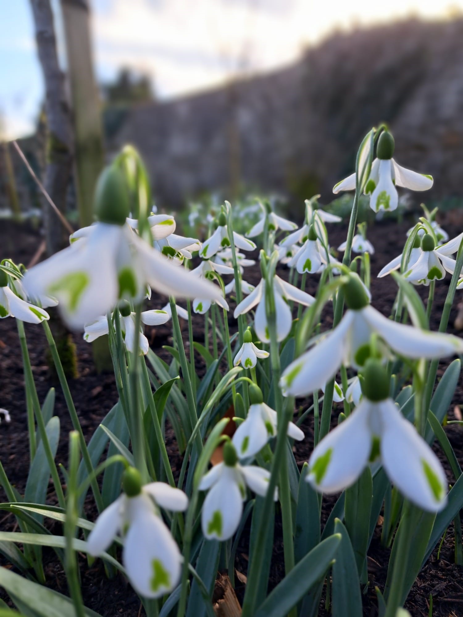 Snow Drops