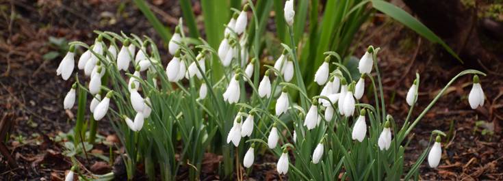 Snowdrops