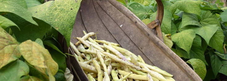 Haricot Beans