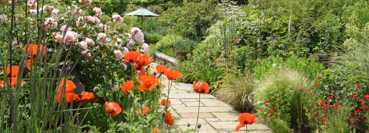 Poppies