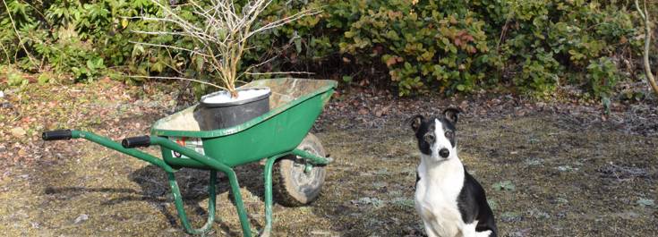 Feb in the garden news