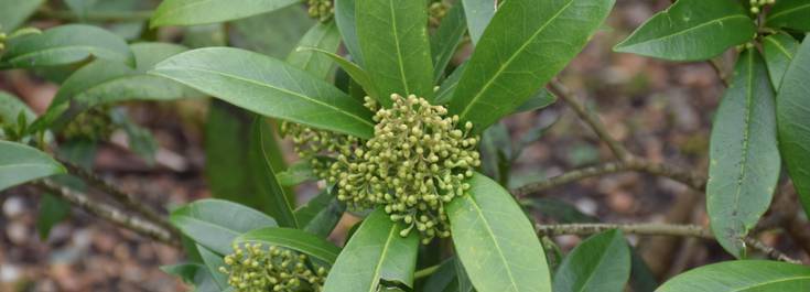 Skimmia 'Kew green'.JPG
