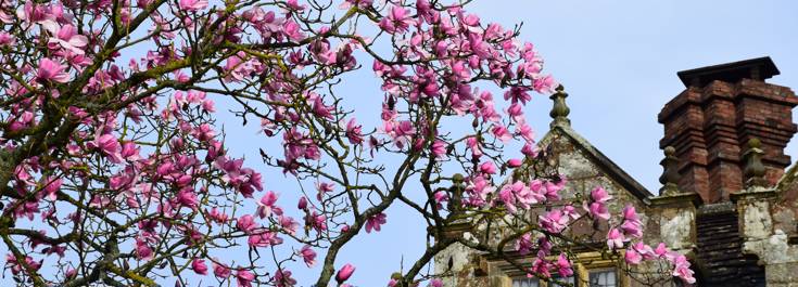 Magnolia campbellii.JPG