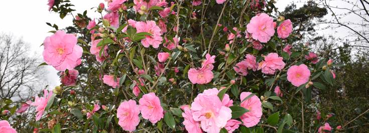 Camellia japonica 'donation'.JPG