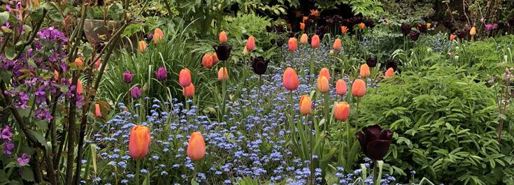 Tulipa 'Dordogne'.JPEG