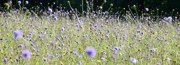 Succisa pratensis or Devil's-bit Scabious.JPG