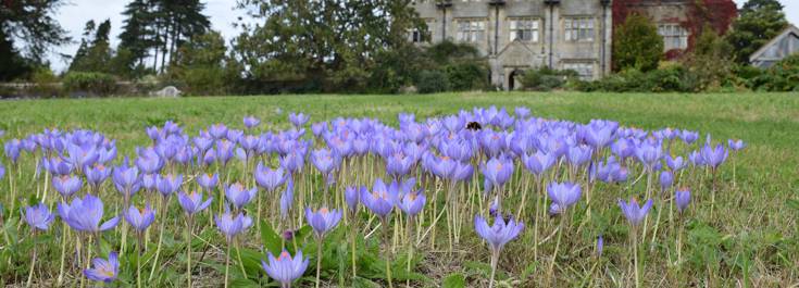 Crocus speciosus