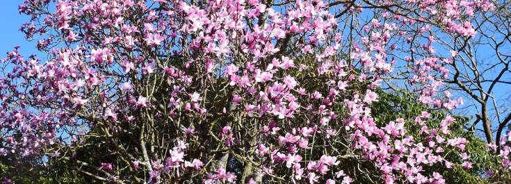 Magnolia campbellii.JPG (2)